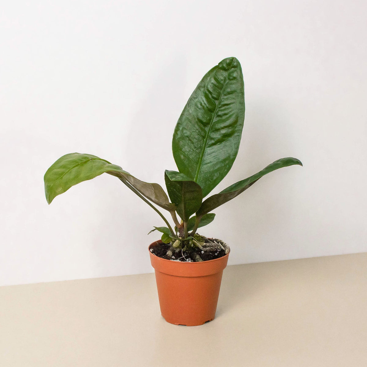 Anthurium 'Superbum' - BetterGrow Hydro