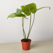Anthurium 'Veitchii' - BetterGrow Hydro