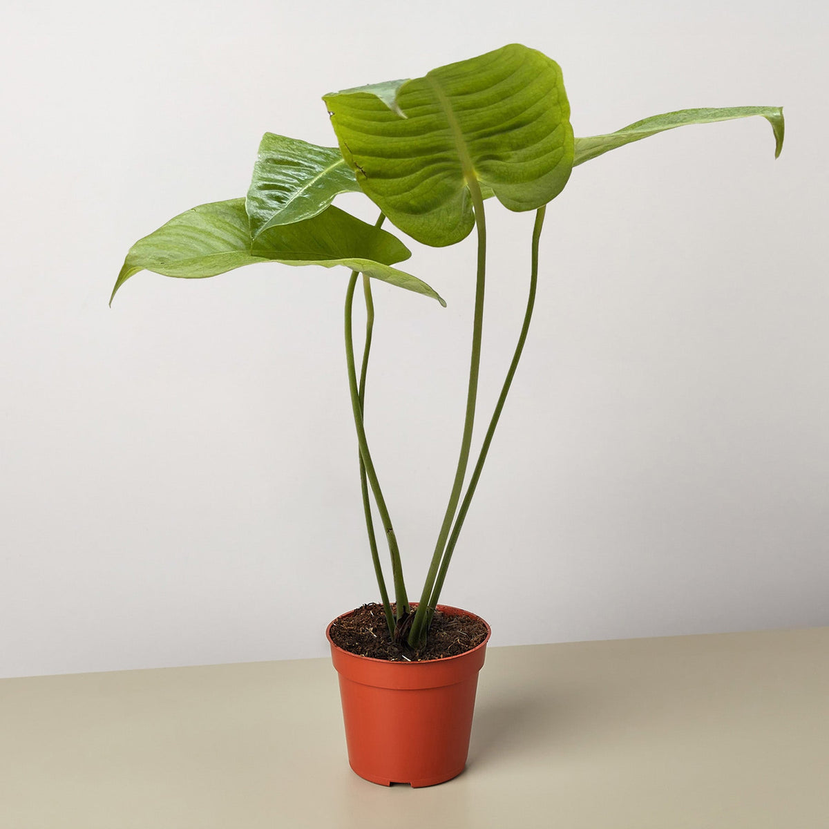Anthurium 'Veitchii' - BetterGrow Hydro