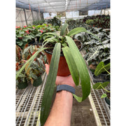 Anthurium 'Vittarifolium' - BetterGrow Hydro