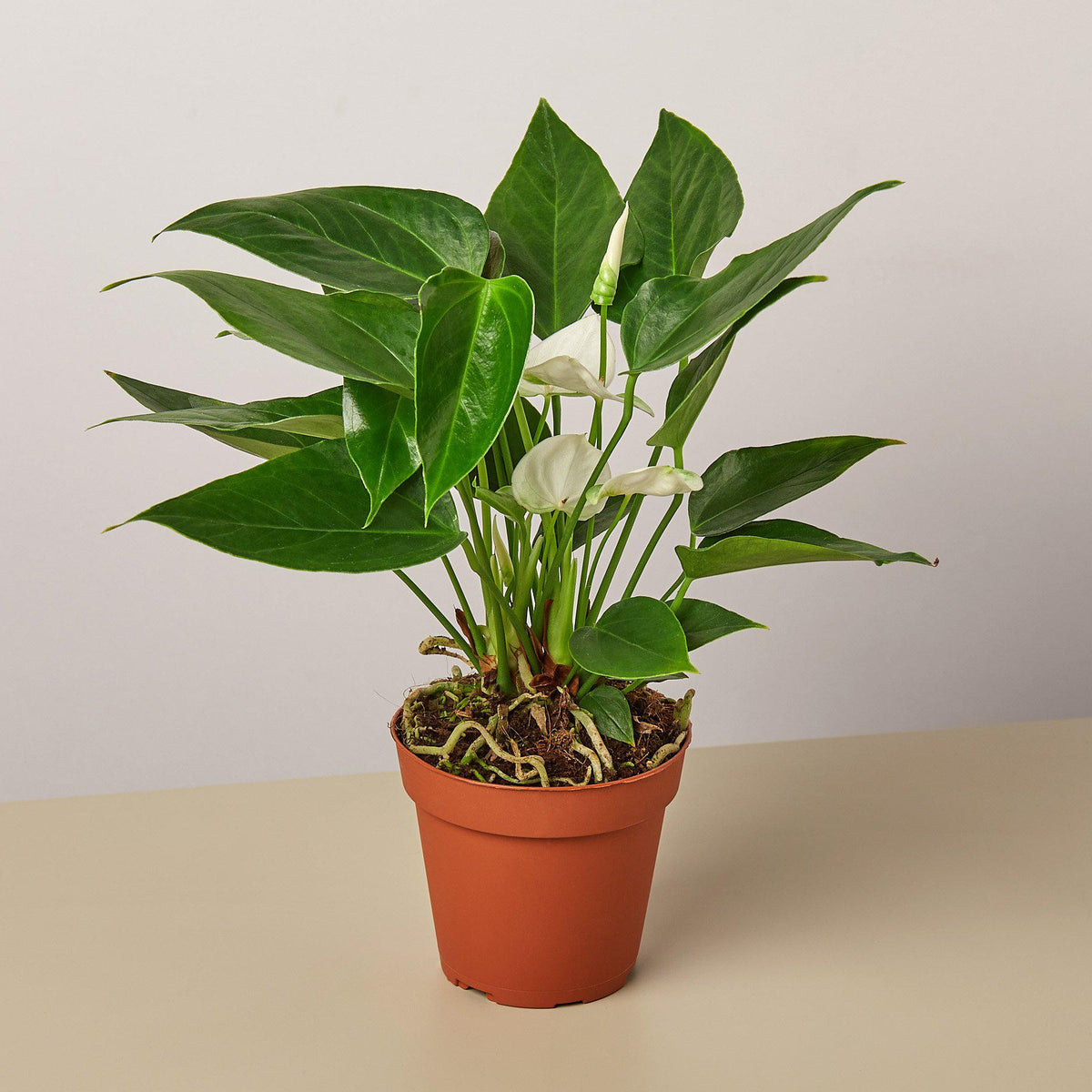Anthurium 'White' - BetterGrow Hydro