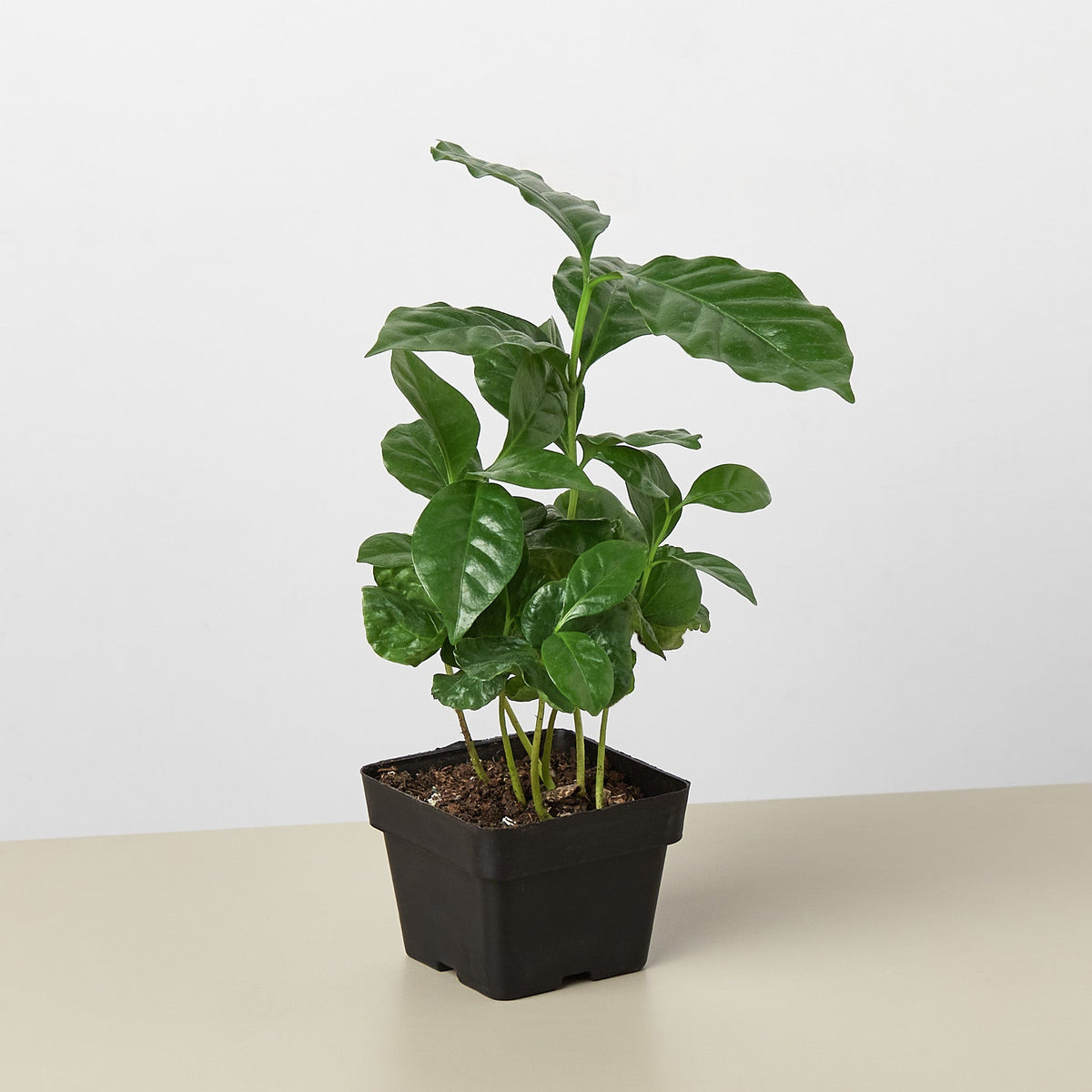 Arabica Coffee - BetterGrow Hydro