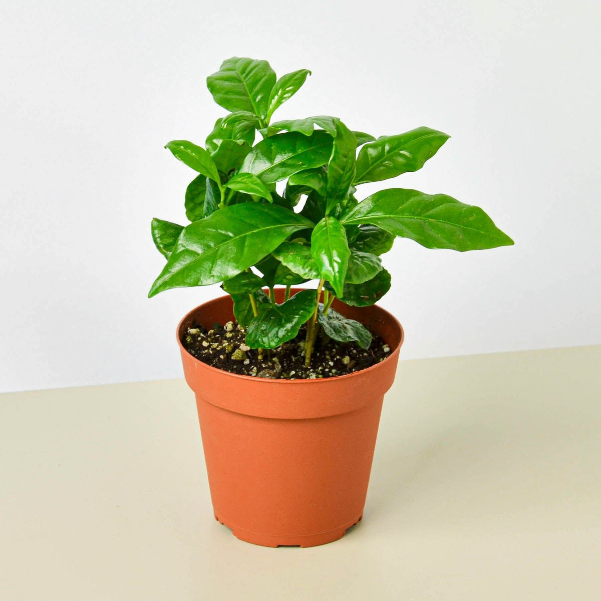 Arabica Coffee - BetterGrow Hydro