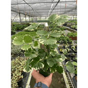 Aralia 'Balfouriana' - BetterGrow Hydro