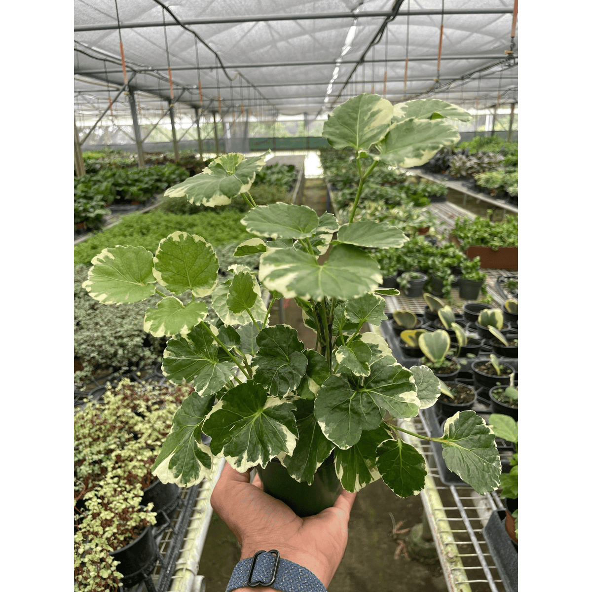 Aralia 'Balfouriana' - BetterGrow Hydro