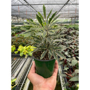 Aralia Bianca - BetterGrow Hydro