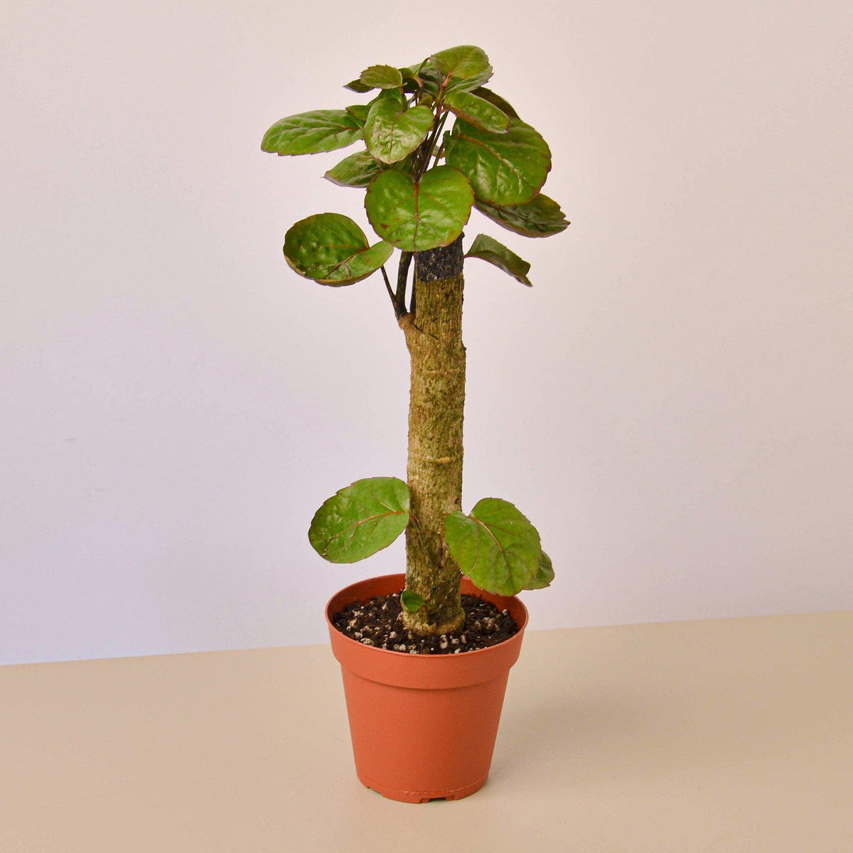 Aralia Fabian Stump 'Polyscias Scutellaria' - BetterGrow Hydro