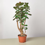 Aralia Fabian Stump 'Polyscias Scutellaria' - BetterGrow Hydro