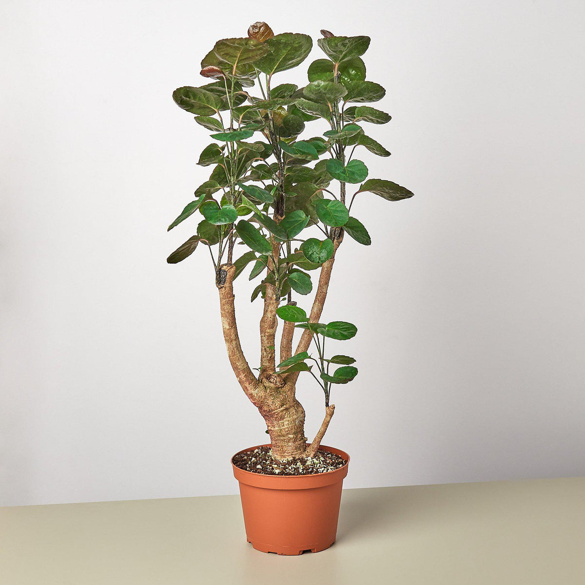 Aralia Fabian Stump 'Polyscias Scutellaria' - BetterGrow Hydro