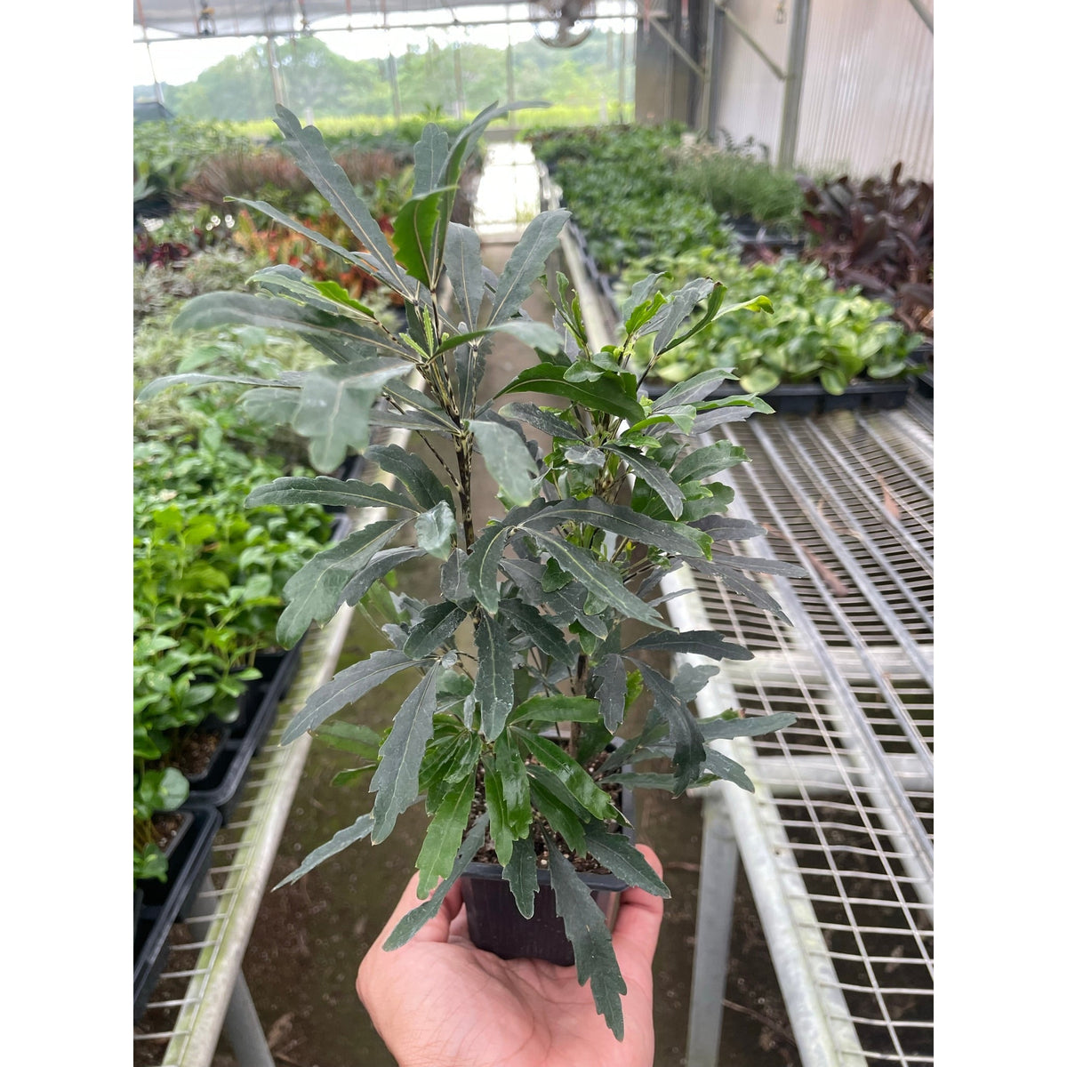 Aralia 'Green' - BetterGrow Hydro
