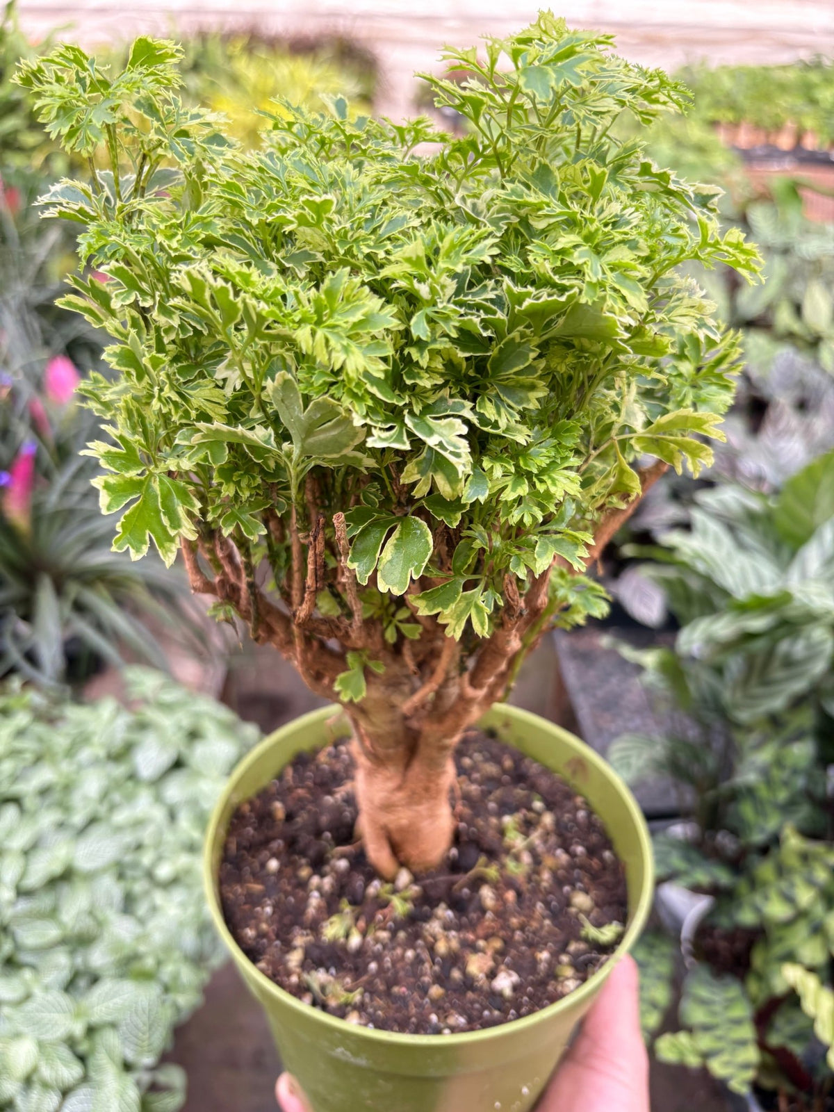 Aralia Ming Gold Mini Bonsai - BetterGrow Hydro