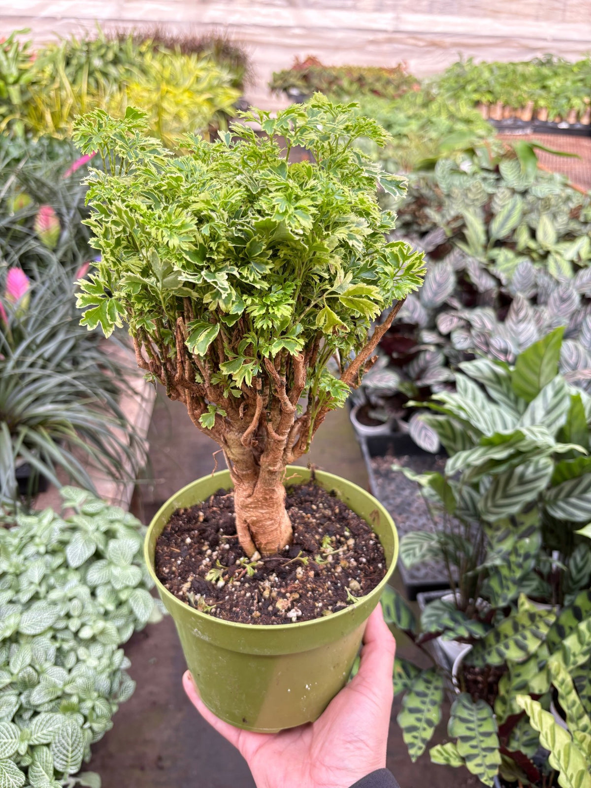 Aralia Ming Gold Mini Bonsai - BetterGrow Hydro