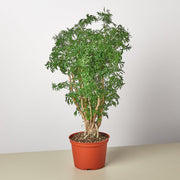Aralia 'Ming Stump Plant' - BetterGrow Hydro