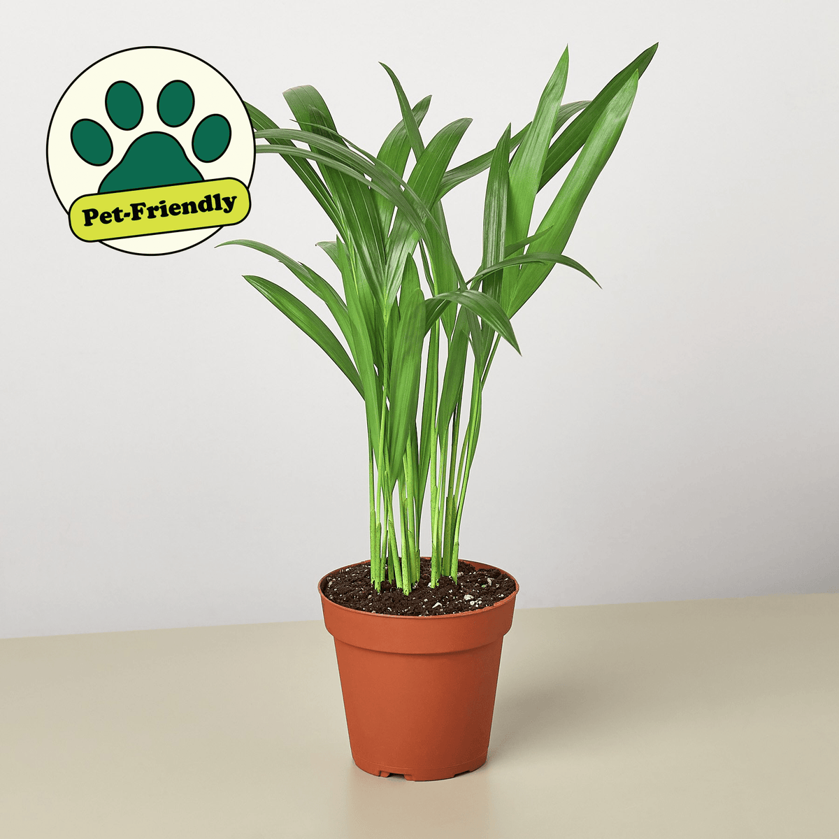 Areca Palm - BetterGrow Hydro