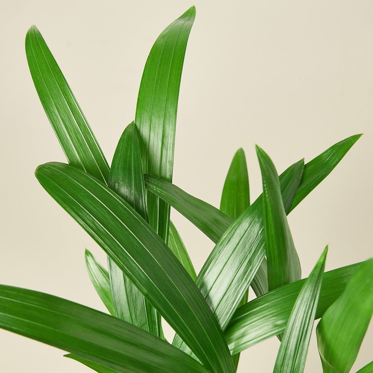 Areca Palm - BetterGrow Hydro