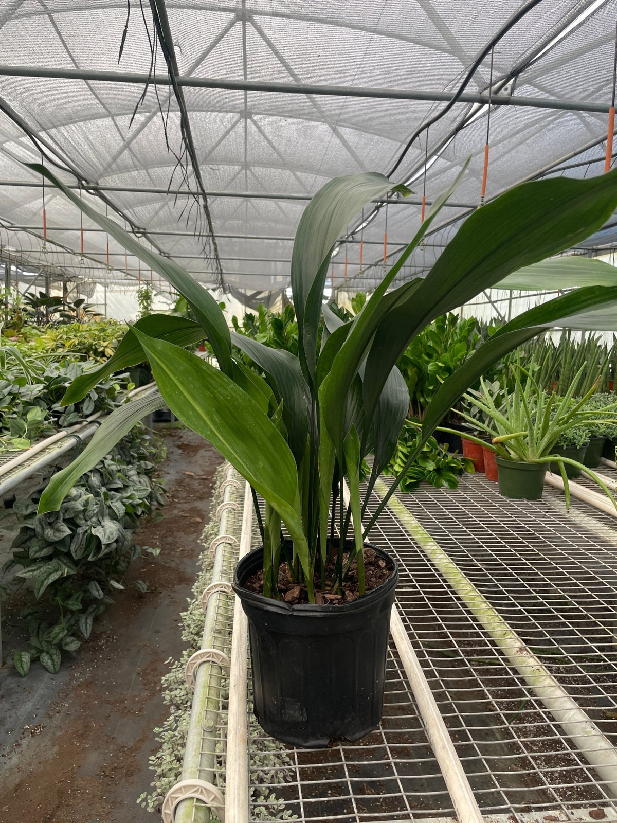 Aspidistra 'Cast Iron' - BetterGrow Hydro