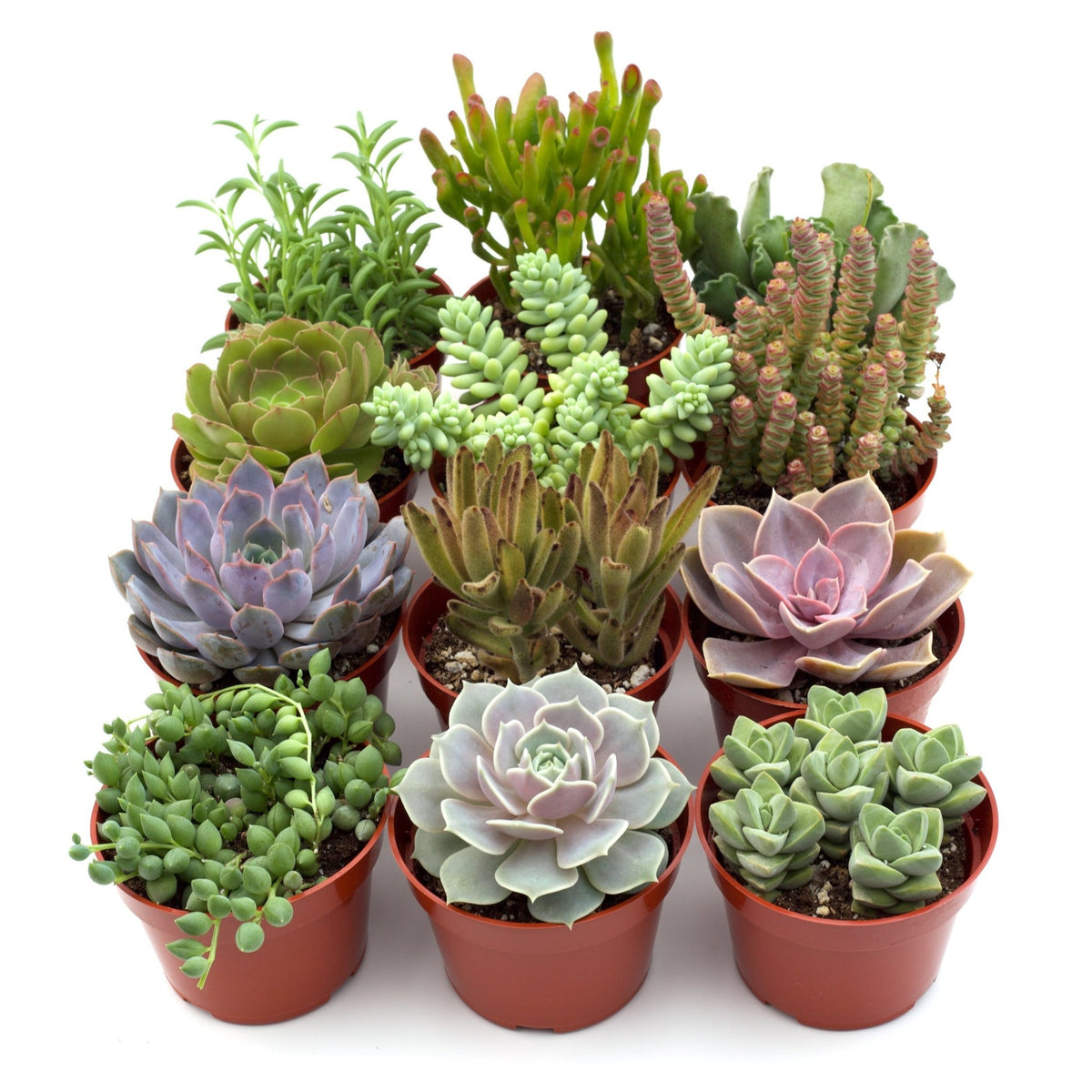 Assorted Succulent Variety - BetterGrow Hydro