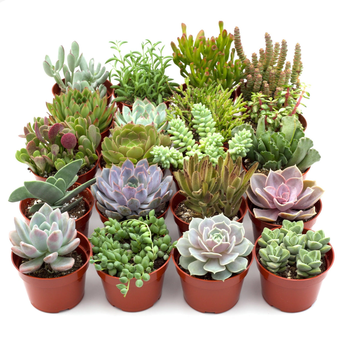 Assorted Succulent Variety - BetterGrow Hydro
