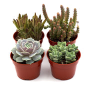 Assorted Succulent Variety - BetterGrow Hydro
