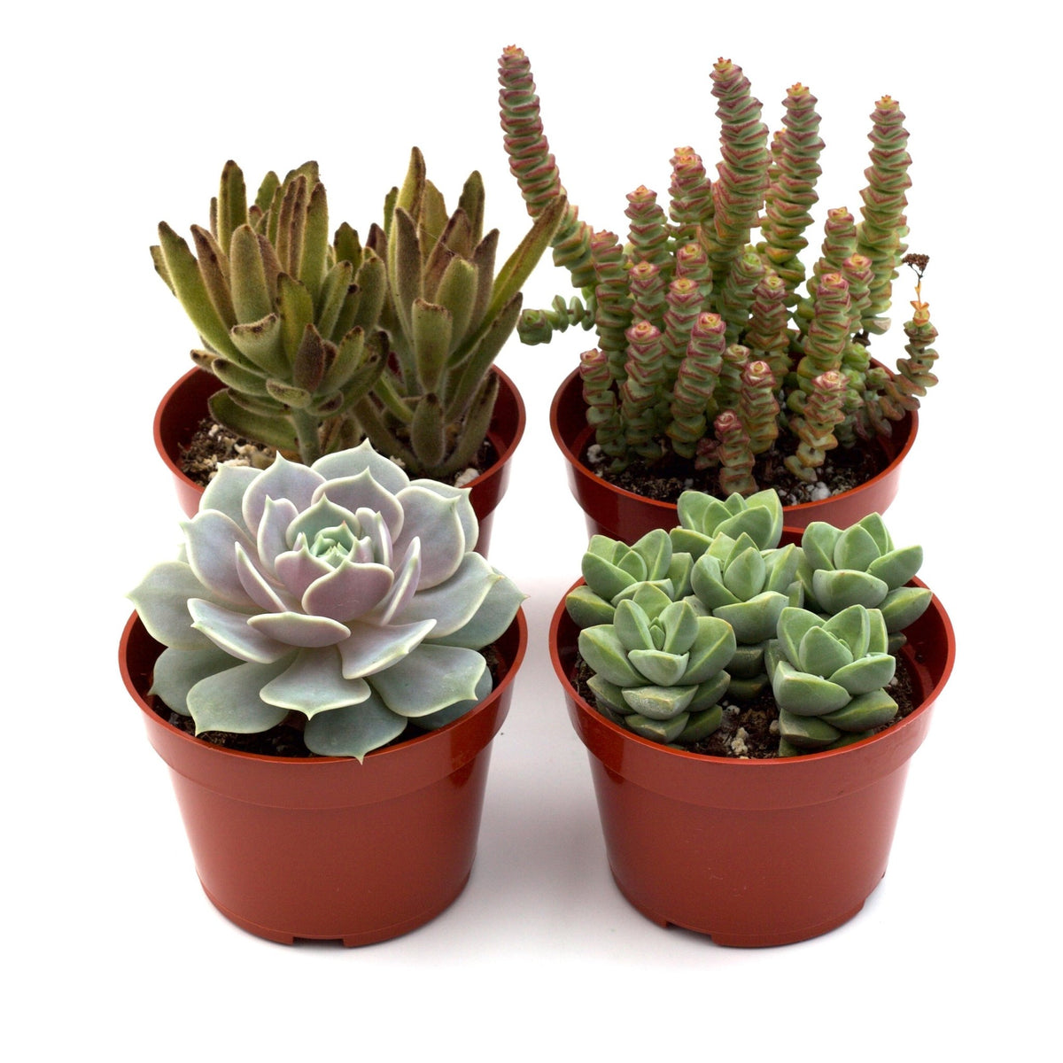 Assorted Succulent Variety - BetterGrow Hydro