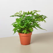 Austral Gem Fern - BetterGrow Hydro