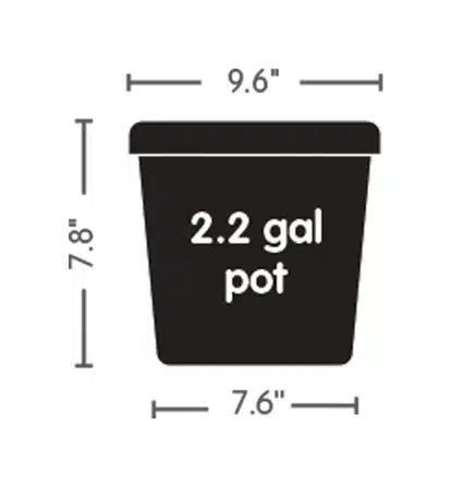 AutoPot Square Pot - 2.2 gallon - Black - BetterGrow Hydro