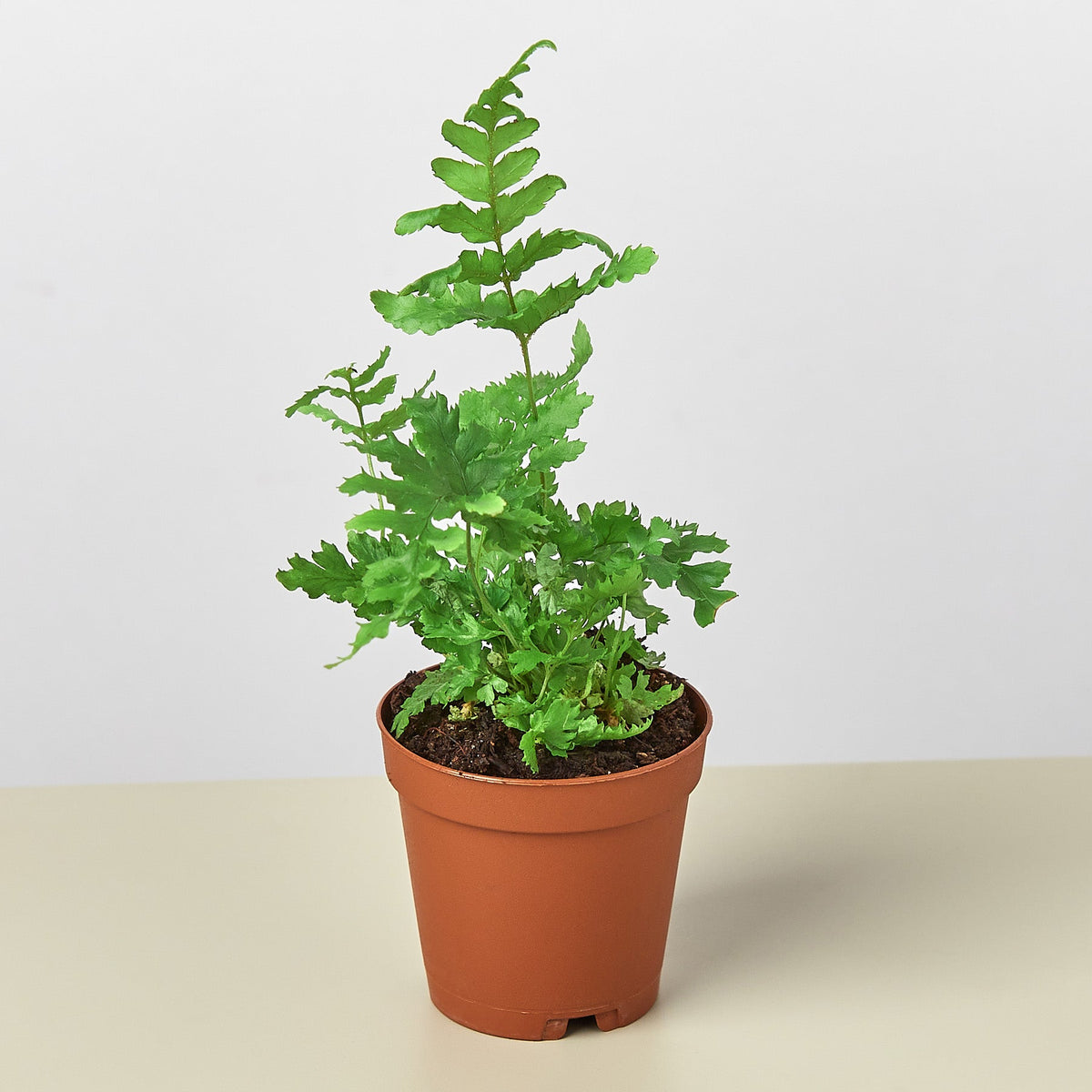 Autumn Fern - BetterGrow Hydro