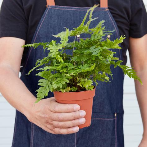 Autumn Fern - BetterGrow Hydro