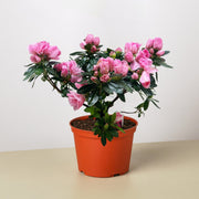 Azalea (Rhododendron) - BetterGrow Hydro