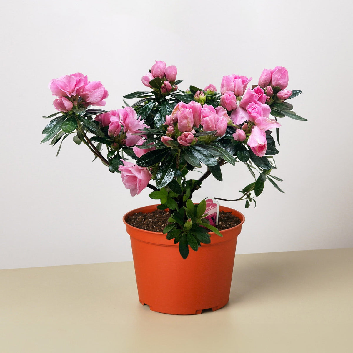 Azalea (Rhododendron) - BetterGrow Hydro