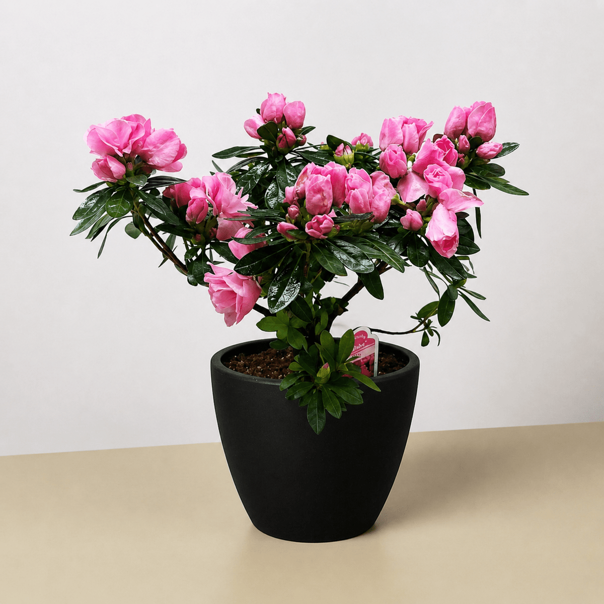 Azalea (Rhododendron) - BetterGrow Hydro