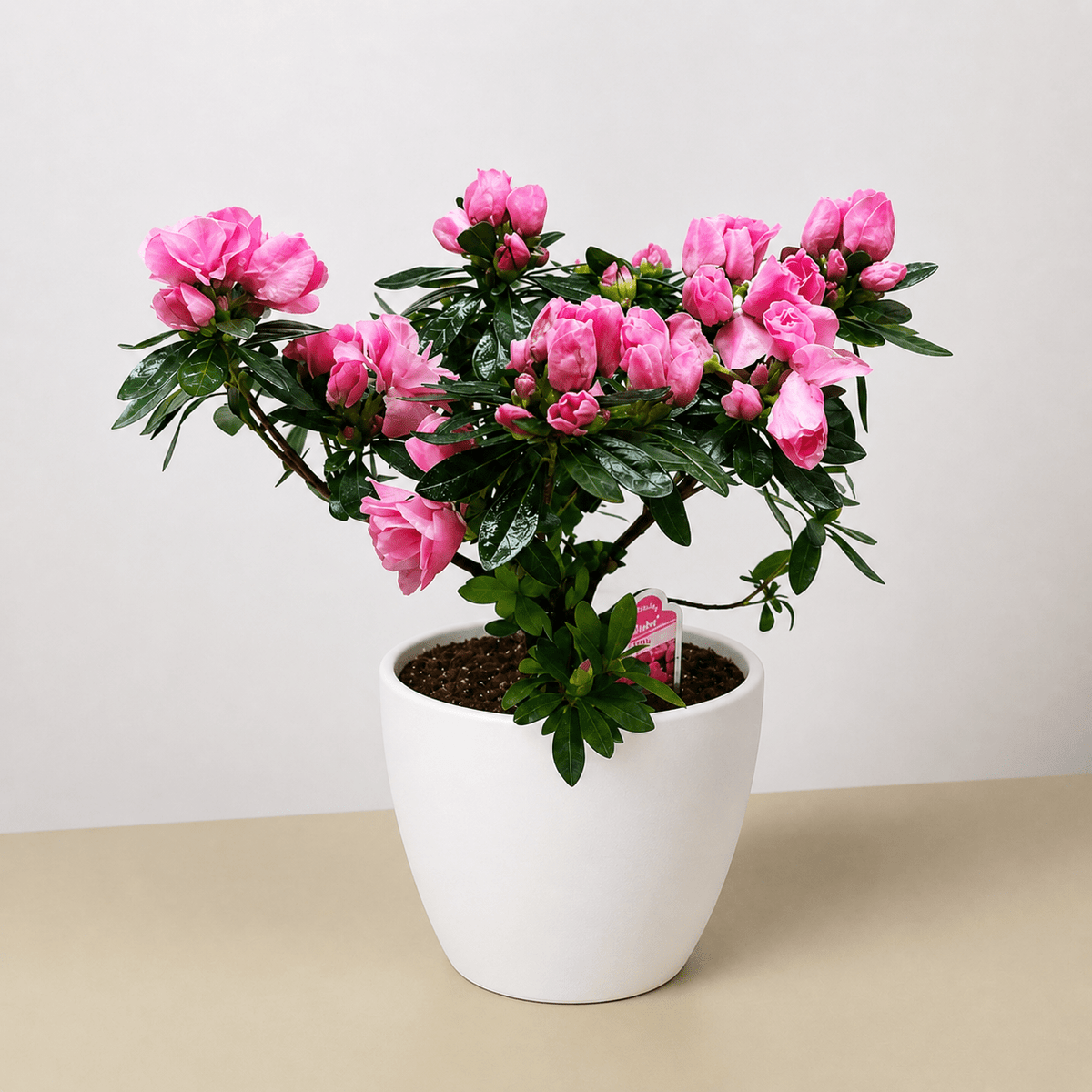 Azalea (Rhododendron) - BetterGrow Hydro