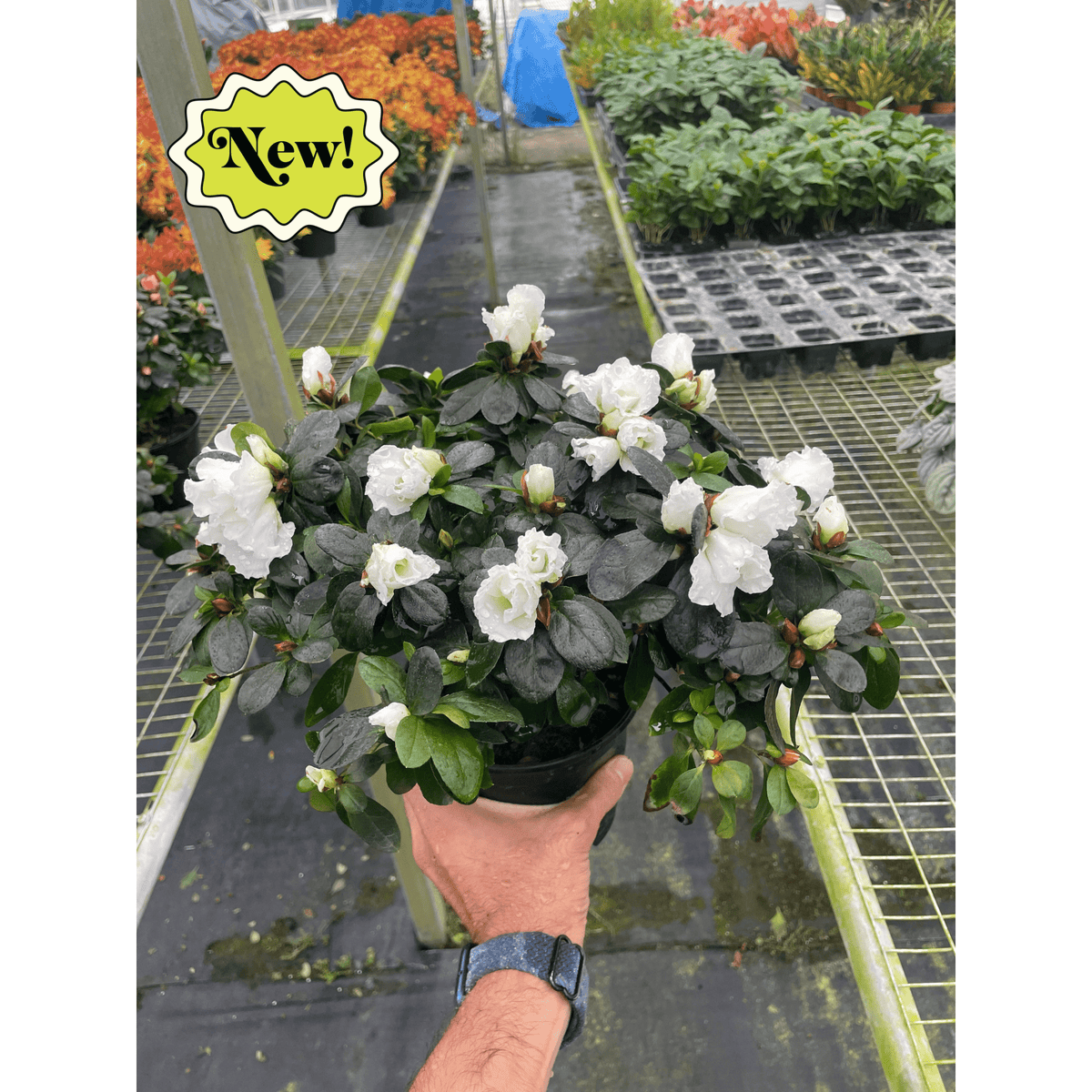 Azalea (Rhododendron) - BetterGrow Hydro
