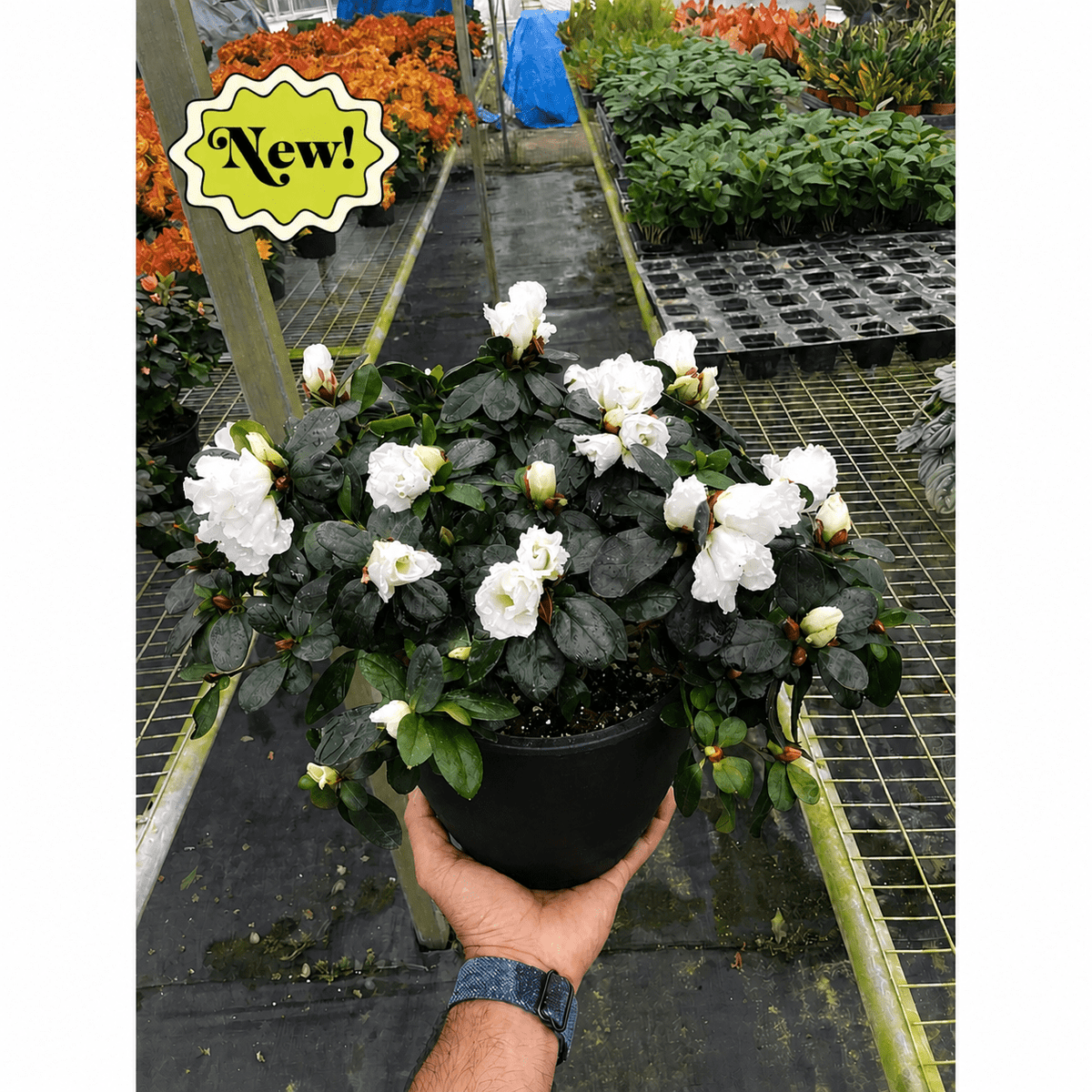 Azalea (Rhododendron) - BetterGrow Hydro