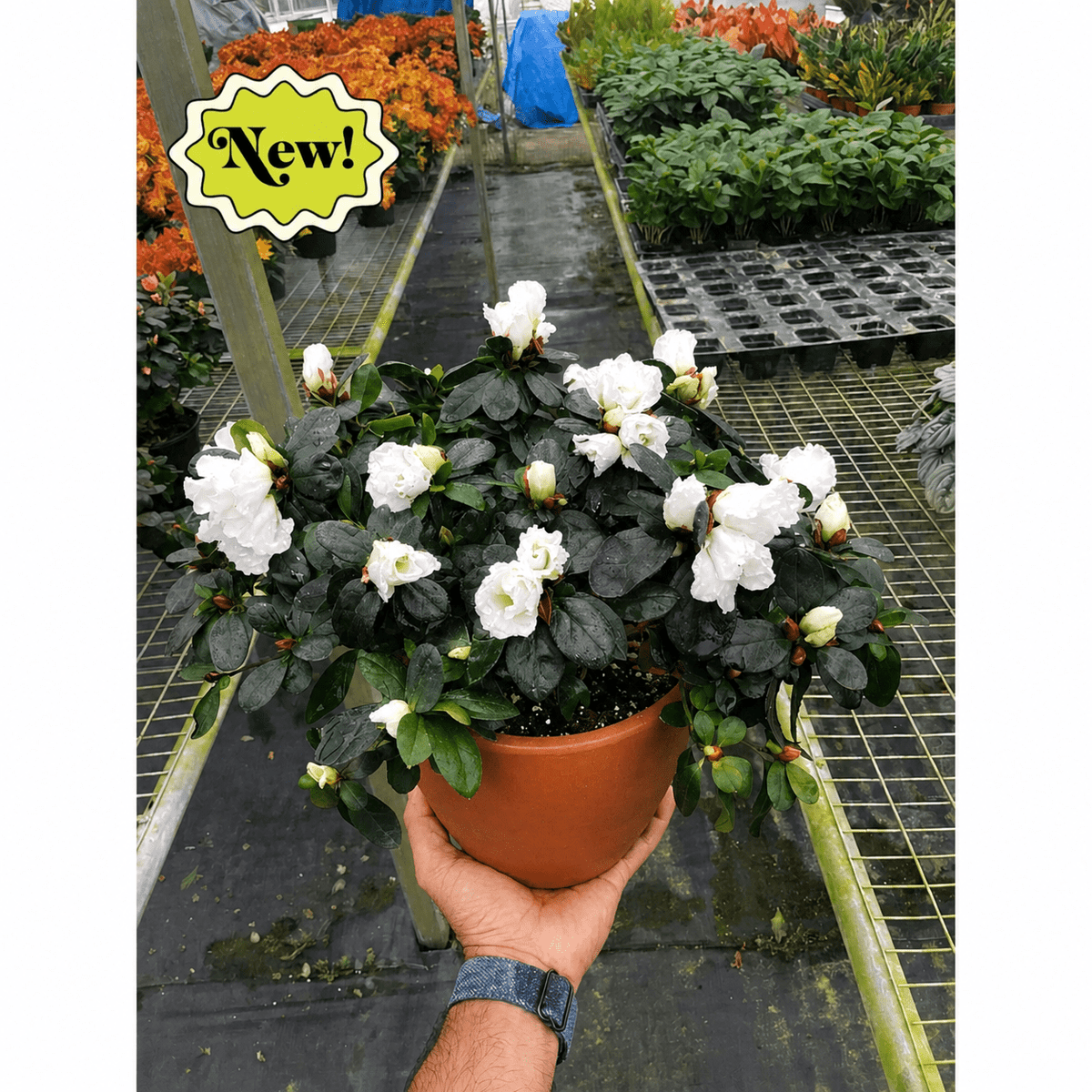 Azalea (Rhododendron) - BetterGrow Hydro