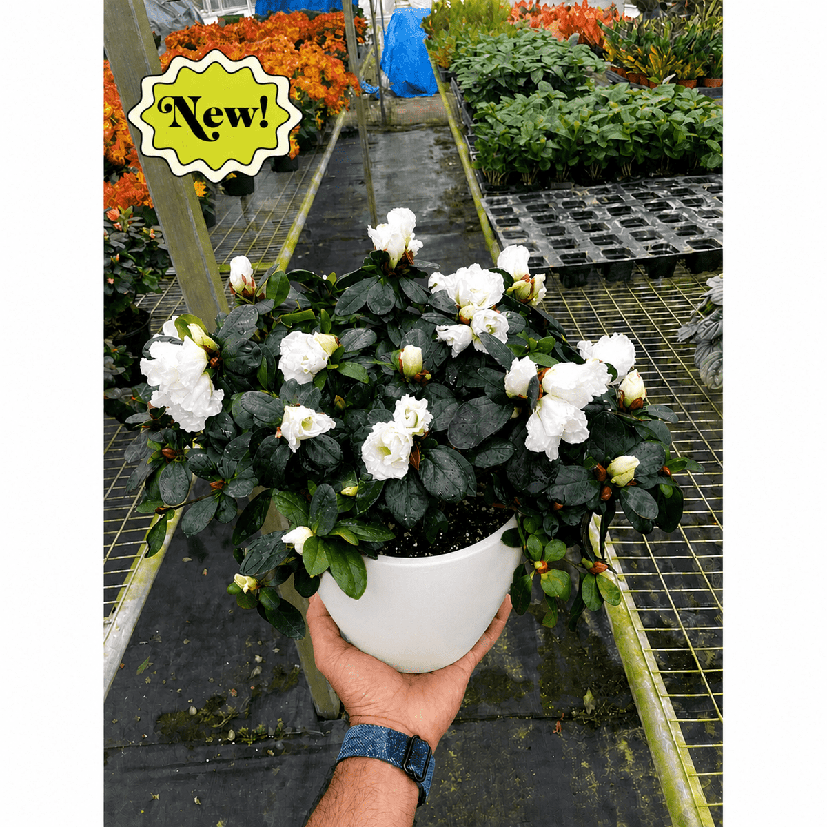 Azalea (Rhododendron) - BetterGrow Hydro