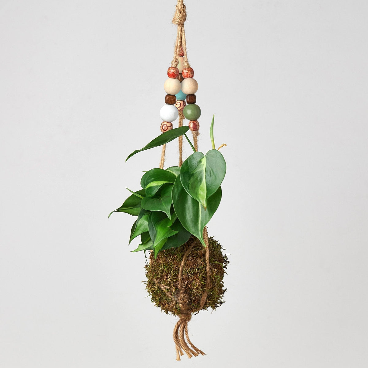 Bead Kokedama Moss Ball Hanging Plant - BetterGrow Hydro