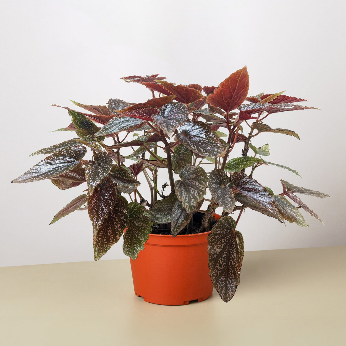 Begonia 'Corallina' - BetterGrow Hydro