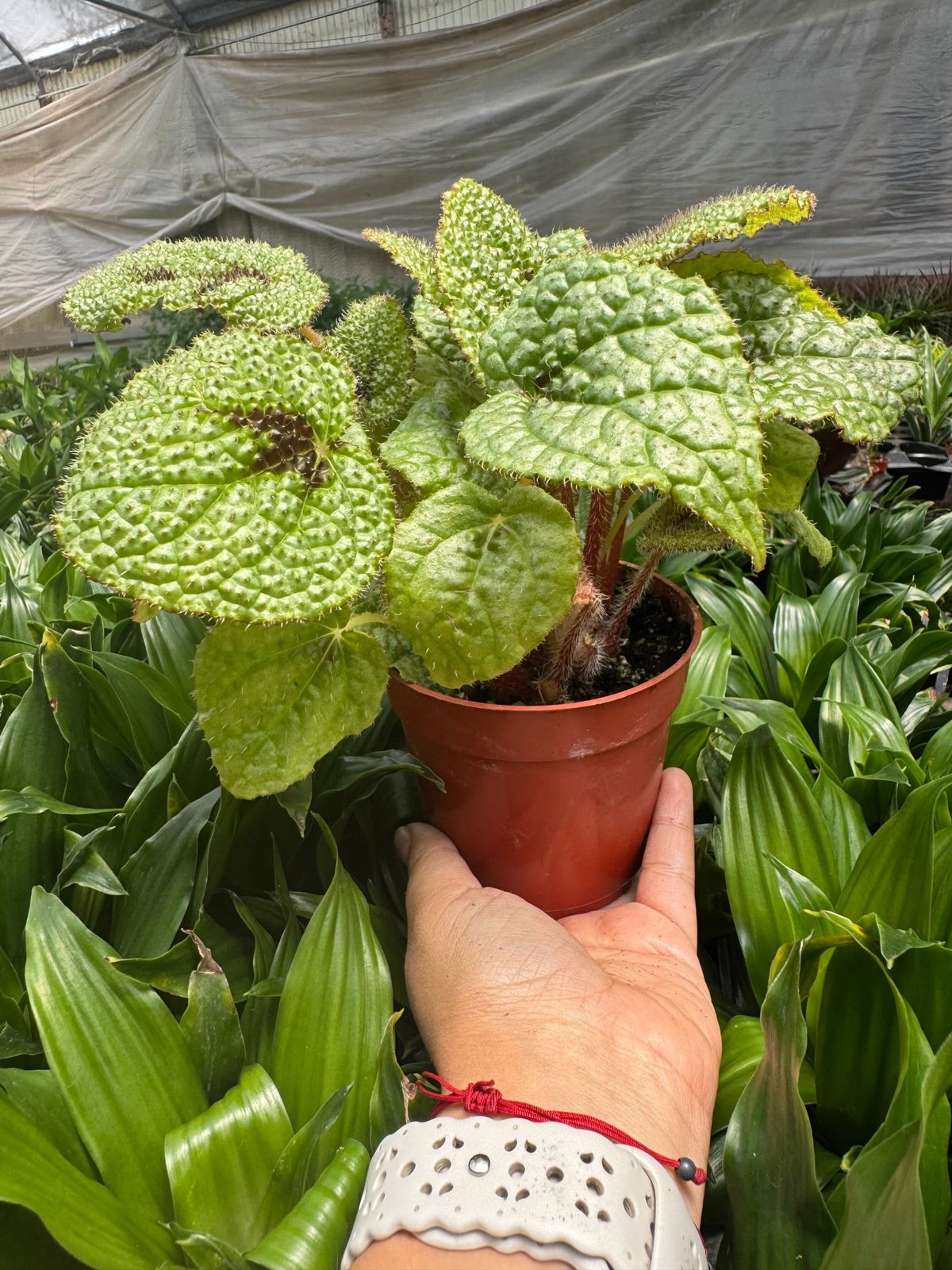 Begonia 'Iron Cross' - BetterGrow Hydro