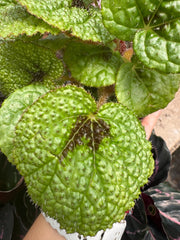 Begonia 'Iron Cross' - BetterGrow Hydro