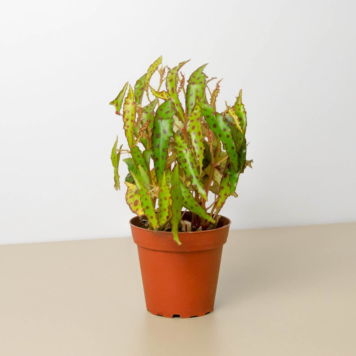Begonia 'Pink Spotted' - BetterGrow Hydro