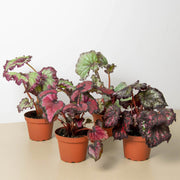 Begonia 'Rex' - 4 Pack Variety - BetterGrow Hydro