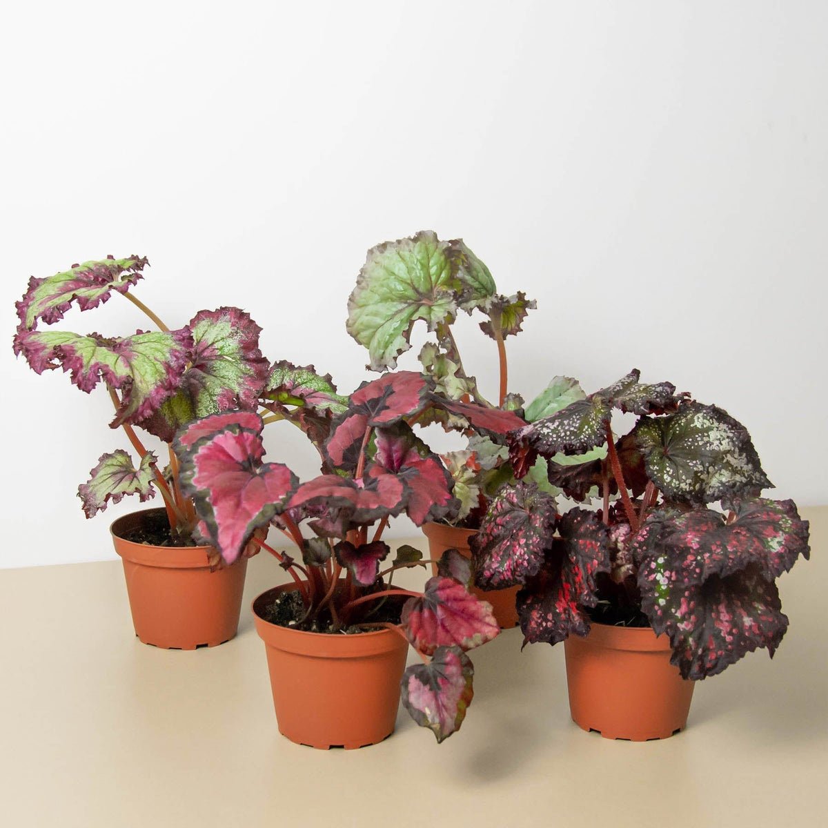 Begonia 'Rex' - 4 Pack Variety - BetterGrow Hydro