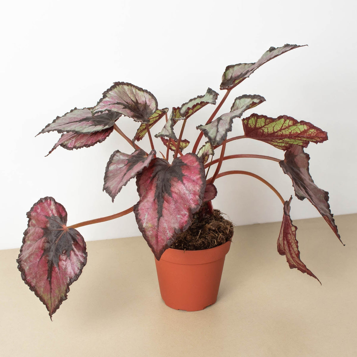 Begonia 'Rex' - 4" Pot - BetterGrow Hydro