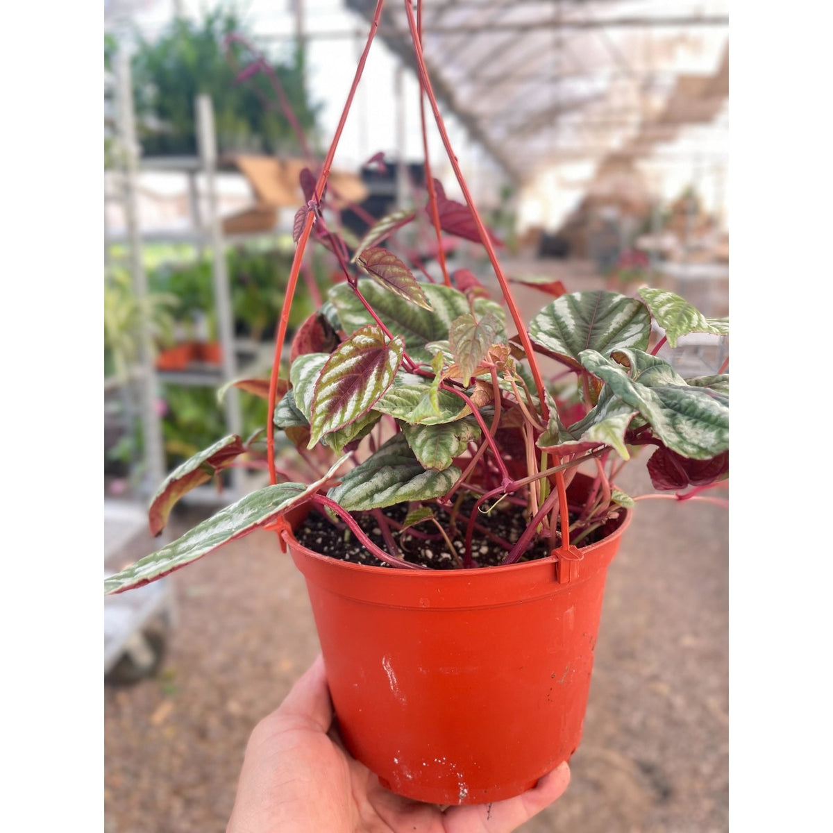 Begonia Rex Vine - 6" Pot - BetterGrow Hydro