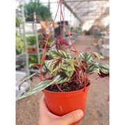 Begonia Rex Vine - 6" Pot - BetterGrow Hydro