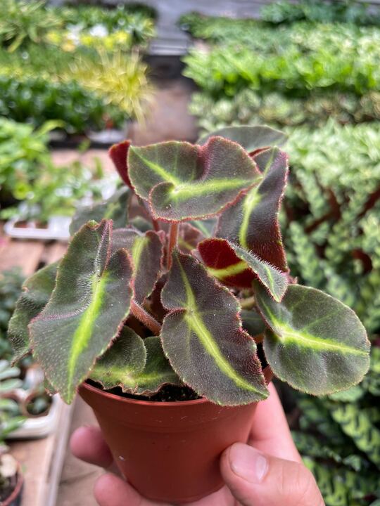 Begonia 'Striped' - BetterGrow Hydro