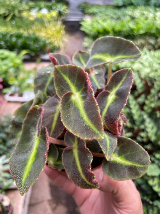 Begonia 'Striped' - BetterGrow Hydro