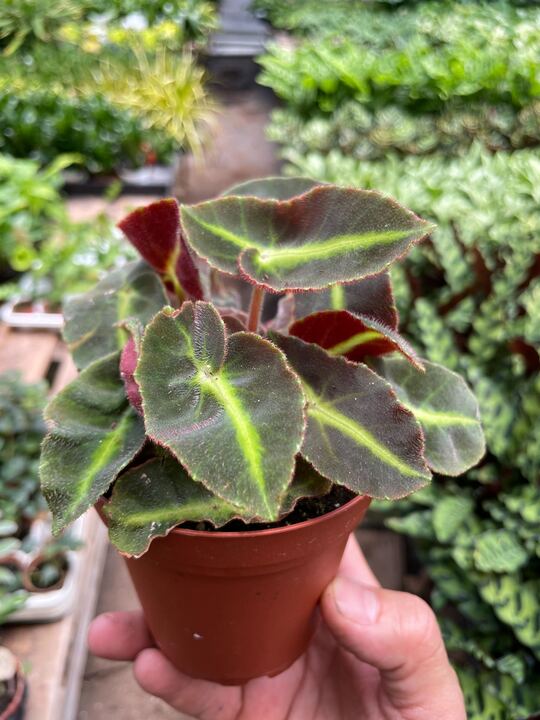 Begonia 'Striped' - BetterGrow Hydro