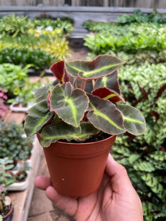 Begonia 'Striped' - BetterGrow Hydro